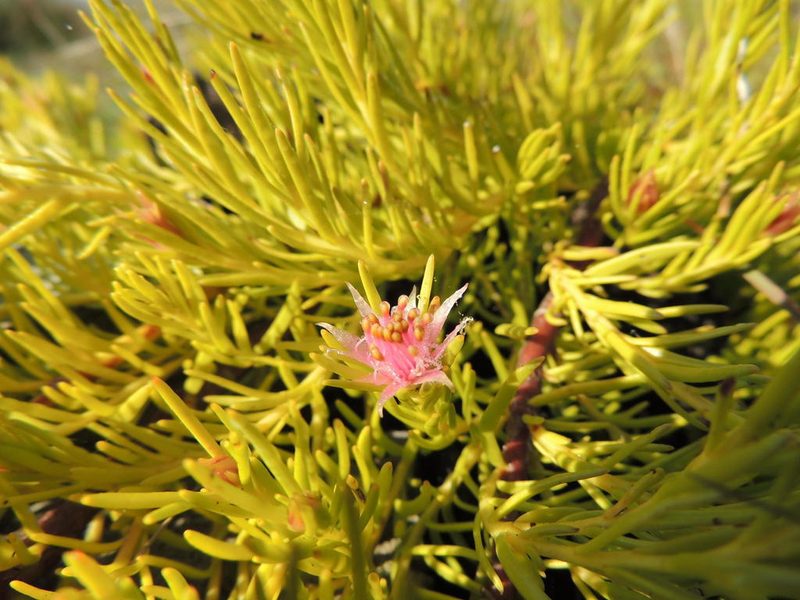 Diastella buekii, photographed by Jacques van der Merwe