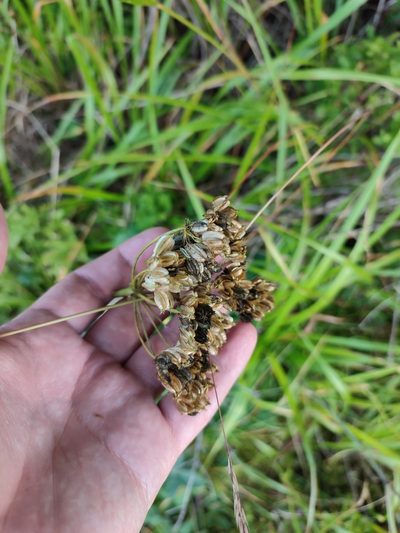 Laserpitium krapfii, photographed by Igor Balashov