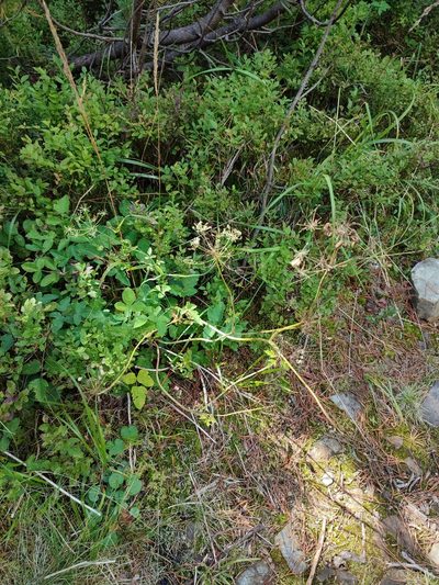 Laserpitium krapfii, photographed by Igor Balashov