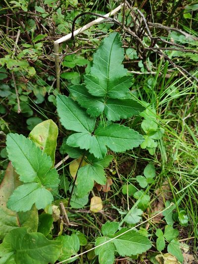 Laserpitium krapfii, photographed by Igor Balashov
