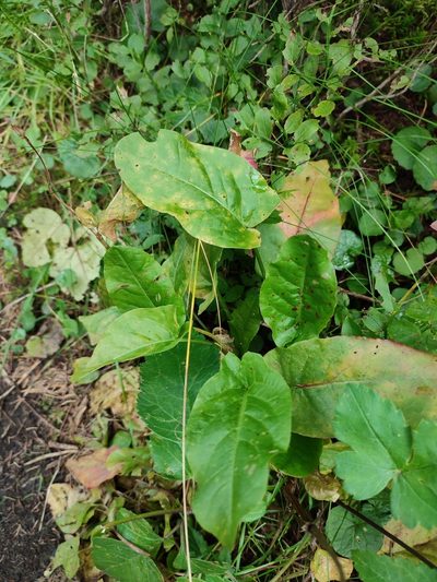 Rumex alpestris, photographed by Igor Balashov