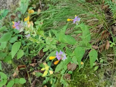 Melampyrum nemorosum, photographed by Igor Balashov
