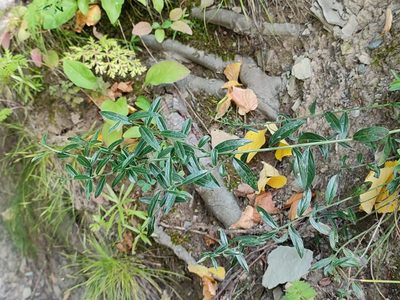 Genista tinctoria, photographed by Igor Balashov