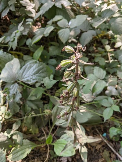 Epipactis purpurata, photographed by Piermario Maculan