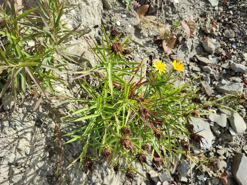 Pentanema ensifolium, photographed by Igor Balashov