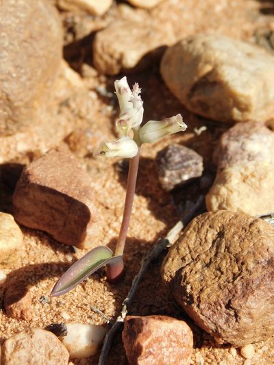 Lachenalia karooica, photographed by Rebecca Ryen-Stols