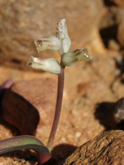 Lachenalia karooica, photographed by Rebecca Ryen-Stols