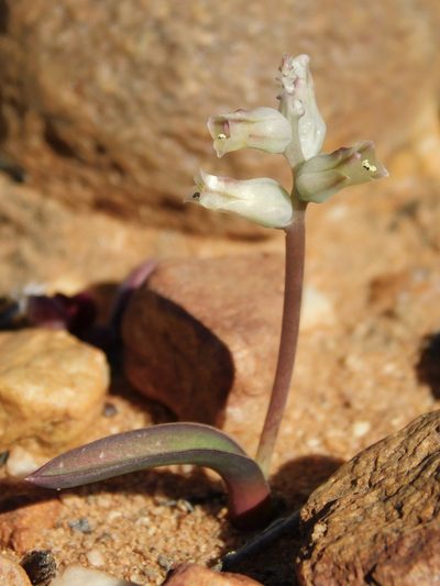 Lachenalia karooica, photographed by Rebecca Ryen-Stols