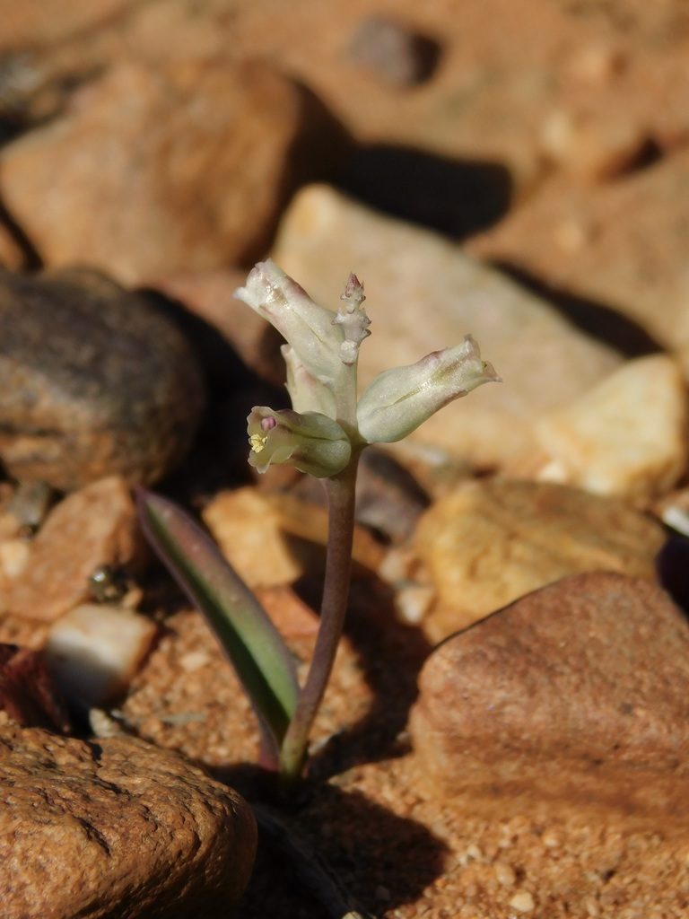 Lachenalia karooica, photographed by Rebecca Ryen-Stols