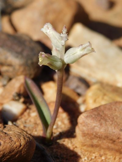 Lachenalia karooica, photographed by Rebecca Ryen-Stols