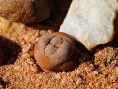 Crassula columnaris, photographed by Rebecca Ryen-Stols