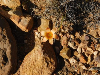 Romulea jugicola, photographed by Rebecca Ryen-Stols