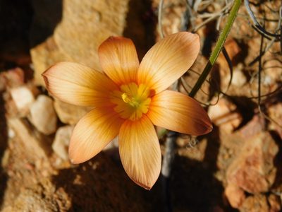 Romulea jugicola, photographed by Rebecca Ryen-Stols