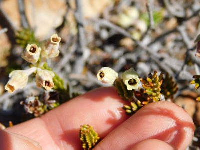 Erica mallotocalyx, photographed by Rebecca Ryen-Stols