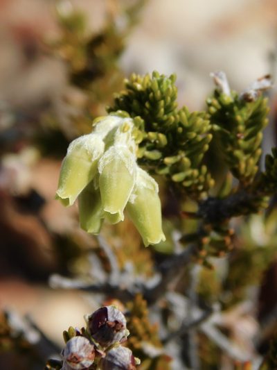 Erica mallotocalyx, photographed by Rebecca Ryen-Stols