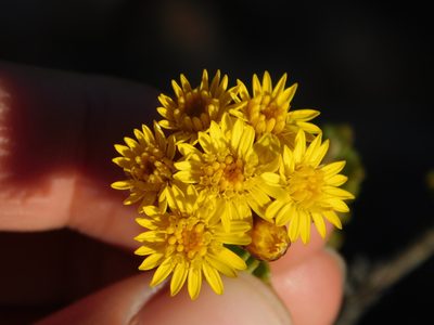 Oedera squarrosa, photographed by Rebecca Ryen-Stols