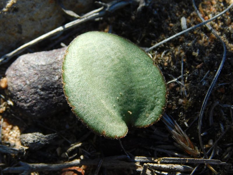 Eriospermum zeyheri, photographed by Rebecca Ryen-Stols
