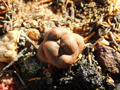 Crassula columnaris, photographed by Rebecca Ryen-Stols
