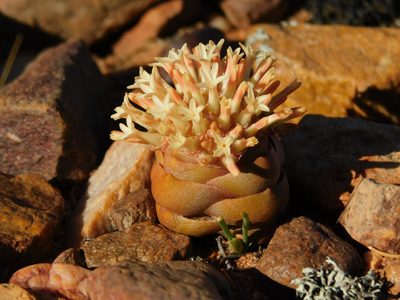 Crassula columnaris, photographed by Rebecca Ryen-Stols