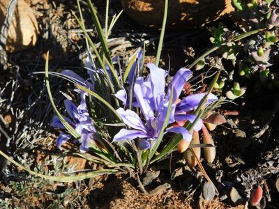 Babiana sambucina, photographed by Rebecca Ryen-Stols