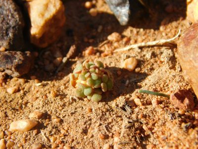 Oxalis inaequalis, photographed by Rebecca Ryen-Stols