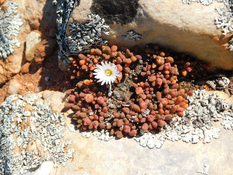 Delosperma esterhuyseniae, photographed by Rebecca Ryen-Stols