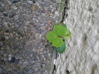 Parthenocissus tricuspidata, photographed by Tristan Haab