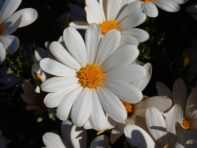 Dimorphotheca cuneata, photographed by Rebecca Ryen-Stols
