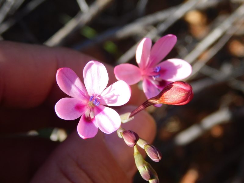 Freesia verrucosa, photographed by Rebecca Ryen-Stols