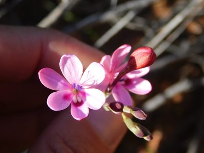 Freesia verrucosa, photographed by Rebecca Ryen-Stols