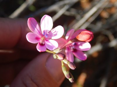 Freesia verrucosa, photographed by Rebecca Ryen-Stols