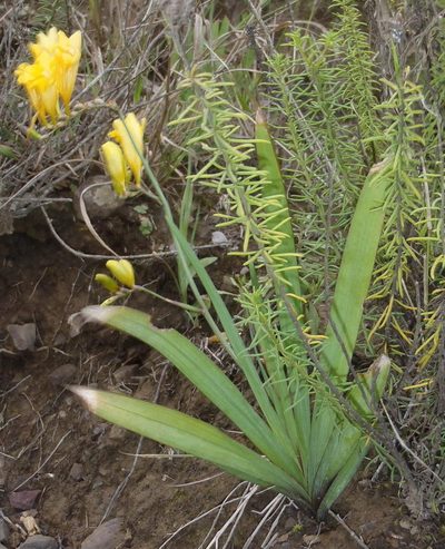 Freesia corymbosa, photographed by Nicola van Berkel
