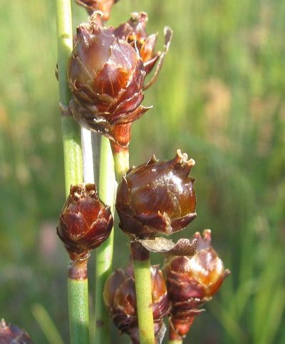 Elegia macrocarpa, photographed by douglaseustonbrown