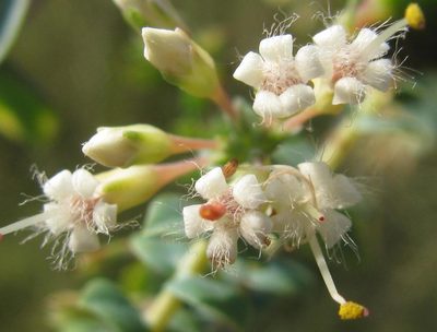Macrostylis barbigera, photographed by douglaseustonbrown
