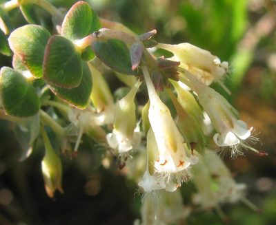 Macrostylis barbigera, photographed by douglaseustonbrown