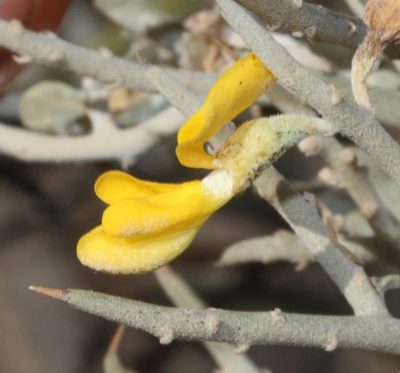 Calobota pungens, photographed by Brian du Preez
