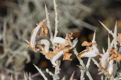 Calobota pungens, photographed by Brian du Preez