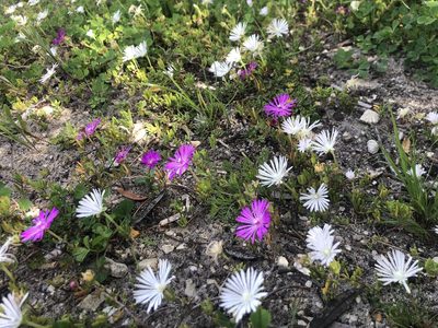 Drosanthemum intermedium, photographed by Charleen Brunke