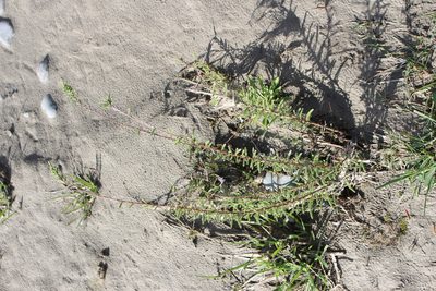 Myricaria germanica, photographed by Joe Potter Butler