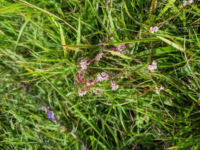 Cuscuta epithymum, photographed by Piermario Maculan