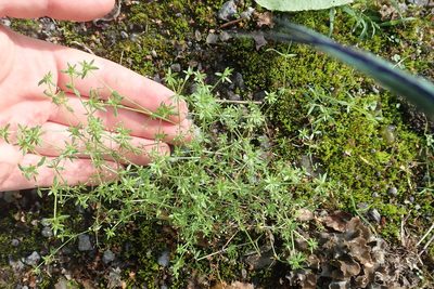 Galium parisiense, photographed by Matteo Marcandella
