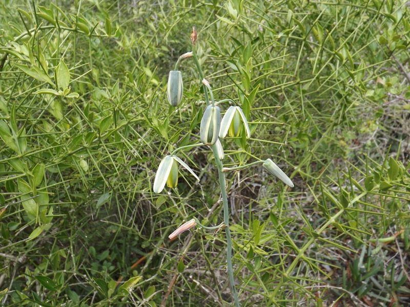 Albuca goswinii, photographed by James Deacon