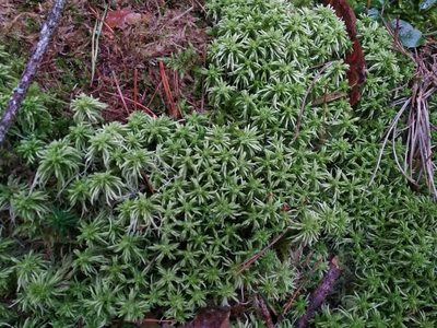 Sphagnum girgensohnii, photographed by Karthik Thrikkadeeri