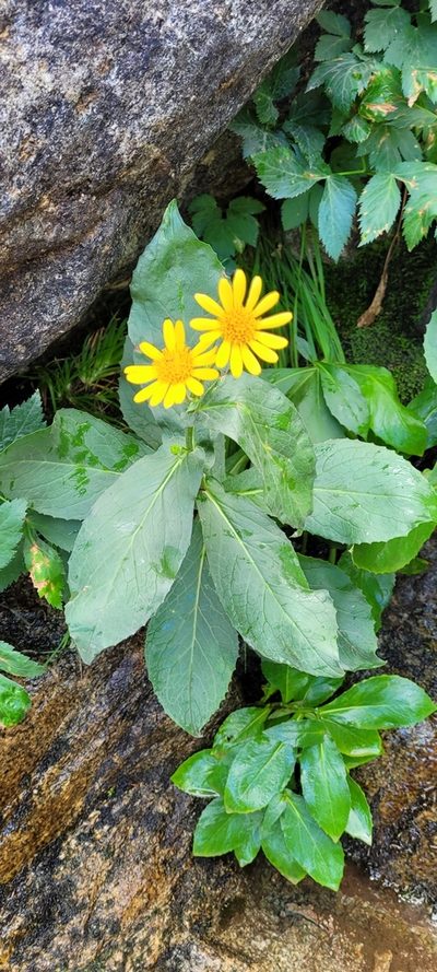 Doronicum corsicum, photographed by EN57