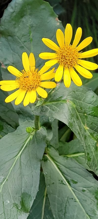 Doronicum corsicum, photographed by EN57
