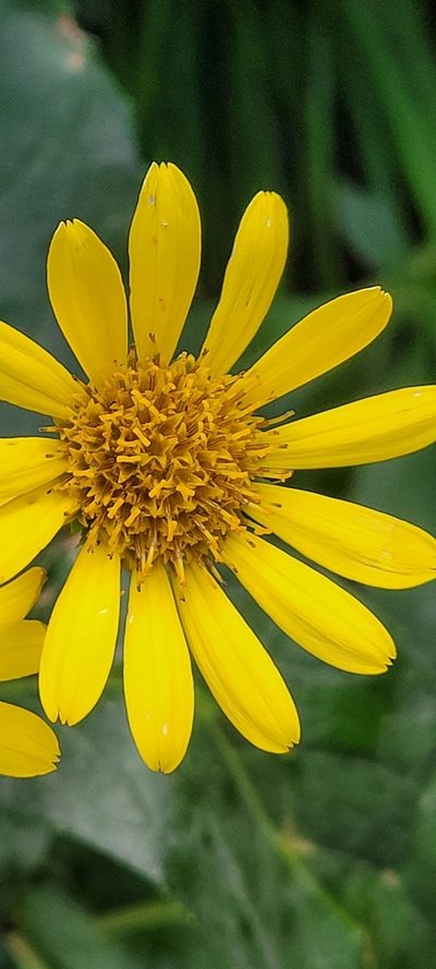 Doronicum corsicum, photographed by EN57
