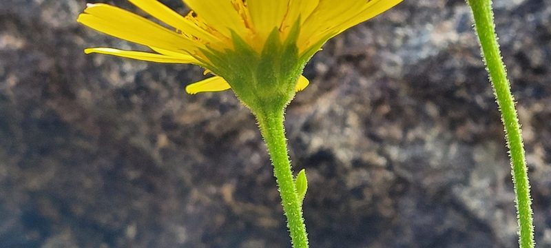 Doronicum corsicum, photographed by EN57