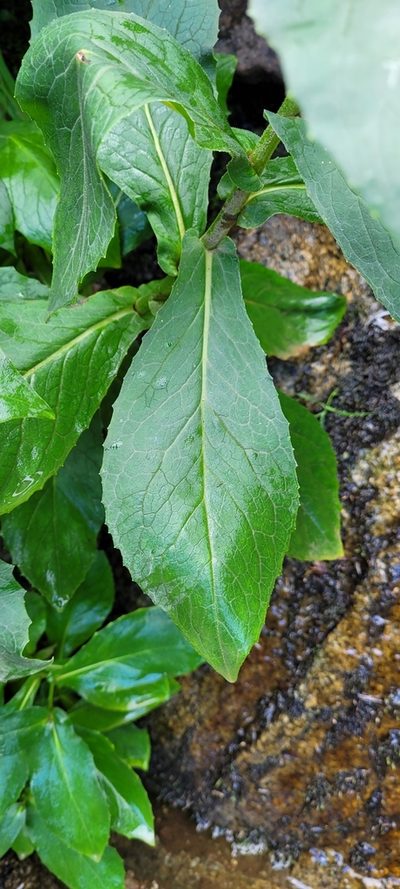 Doronicum corsicum, photographed by EN57