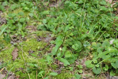 Persicaria punctata, photographed by Jack Beusmans
