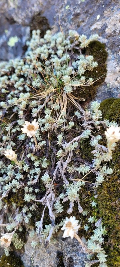 Castroviejoa frigida, photographed by EN57